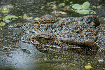 Crocodile swimming in the river
