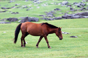 Mongolian horse in the Orkhlon Valley in Mongolia.