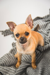 Cachorro de chihuahua marrón