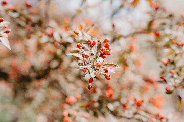 A branch of an apple tree with red buds on a blurred background.