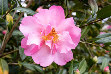 Pink camellia reticulata flower growing on outdoors