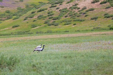Couple of demoiselle cranes in the steppe