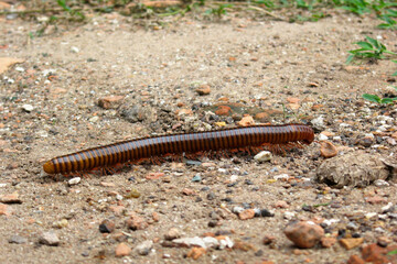 Siamese millipede