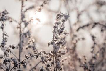 The beautiful forest belongs to the Kozlin forestry in Ukraine.