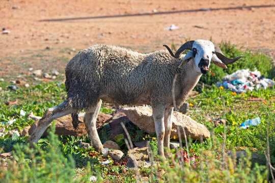 Young moroccan ram