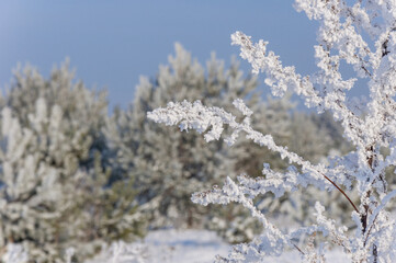 The beautiful forest belongs to the Kozlin forestry in Ukraine.