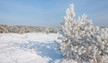 The beautiful forest belongs to the Kozlin forestry in Ukraine.