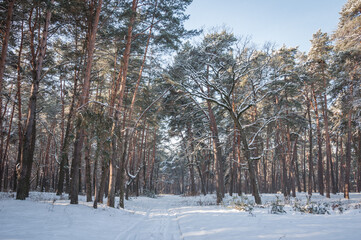 The beautiful forest belongs to the Kozlin forestry in Ukraine.