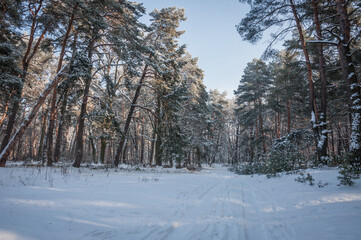 The beautiful forest belongs to the Kozlin forestry in Ukraine.