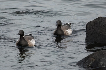 Brant geese in the water.