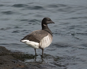 Brant Goose on rock in the water.