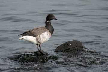 Brant Goose on rock in the water.