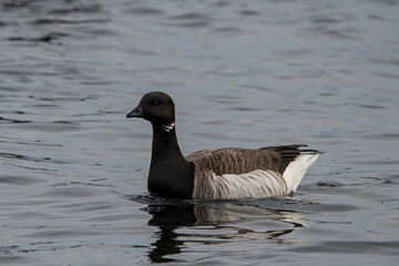 Brant goose in the water.