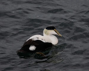 A male common eider in the water.