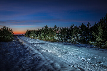 Evening in a snowy forest.