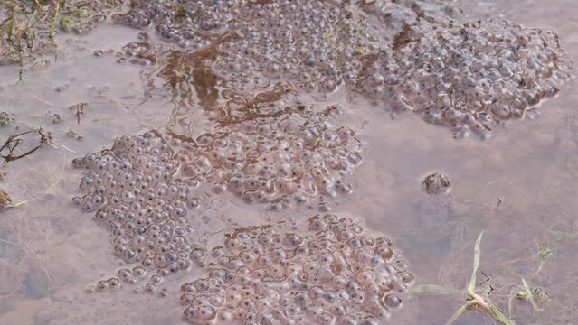 Common frog (Rana temporaria) in pond amongst their frogspawn