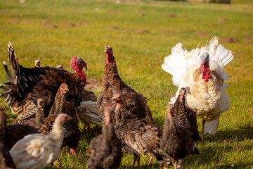 Turkeys walk on the grass in a green meadow in a pasture. Animal husbandry and agriculture in the mountains.