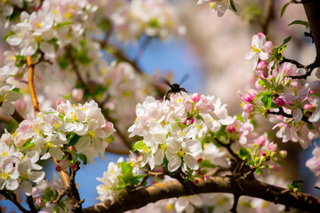 Blue bumblebee on a blossoming sakura tree. Beautiful spring landscape of wild nature.