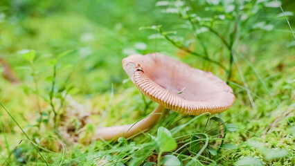 russula mushroom in green grass forest