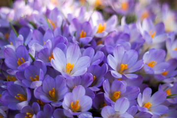 crocus flowers in the garden -  spring flowers