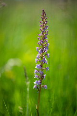 Rare pink and purple blooming Orchis orchid plant on waterlogged meadow with green background in Slovakia's Abrod nature reserve