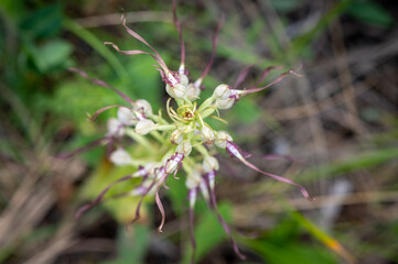 Rare peculiar flowering orchid plant Himantoglossum adriaticum, the Adriatic lizard orchid in a meadow with a green background in the Slovakian Little Carpathian Mountains near the town of Stupava