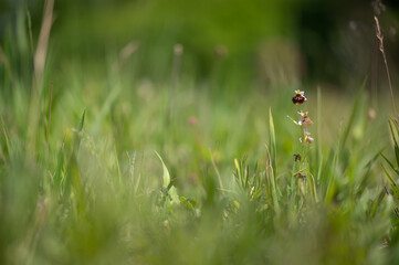 Colorfully flowering orchid plant Ophrys holosericea, the late spider orchid meadow with a green background in the Slovak Little Carpathian Mountains near the city of Stupava