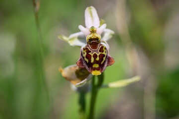 Colorfully flowering orchid plant Ophrys holosericea, the late spider orchid meadow with a green background in the Slovak Little Carpathian Mountains near the city of Stupava