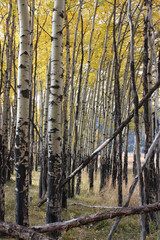 An Aspen Grove in Colorado in the Fall