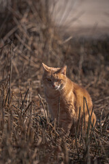 Orange Tabby Cat