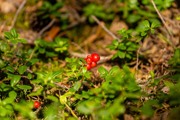 Czerwone jagody leśne © KoLesfot