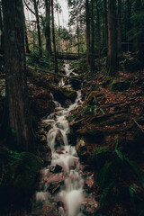 creek with bridge in pacific west coast 