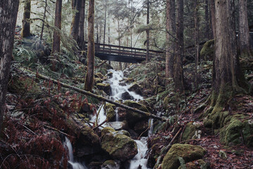 creek with bridge in pacific west coast 
