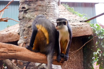 Selective focus of wolf's mona monkey dangling in his cage.