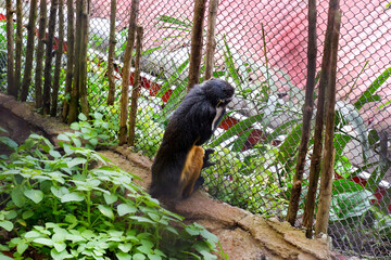 Selective focus of wolf's mona monkey dangling in his cage.