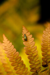 cucumber beetle on fern