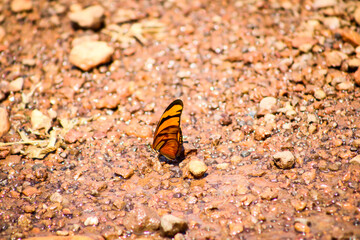 Borboleta procurando água