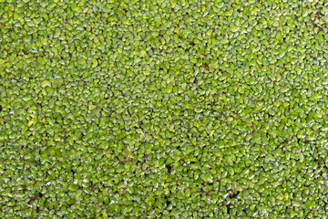 Natural green abstract background of aquatic plants