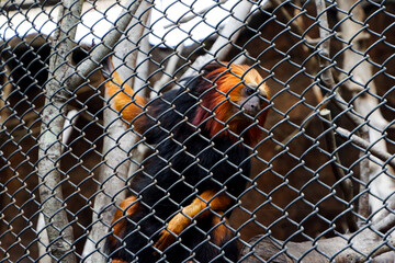Selective focus of the golden monkey snub nose dangling in his cage.