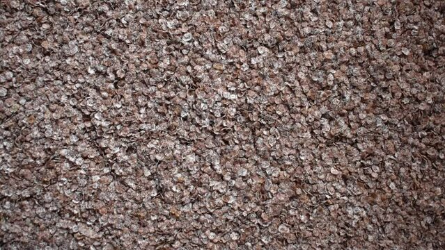 Raw whole dried finger millet flakes