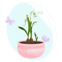 Flowers and buds of a snowdrop in a flowerpot with flying butterflies on an abstract background.Vector graphics.
