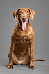 cute hungarian vizsla pointer dog sitting on the floor in the studio on a grey background looking at the camera