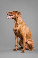 cute hungarian vizsla pointer dog sitting on the floor in the studio on a grey background looking...