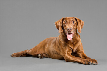 cute hungarian vizsla pointer dog lying down on the floor in the studio on a grey background