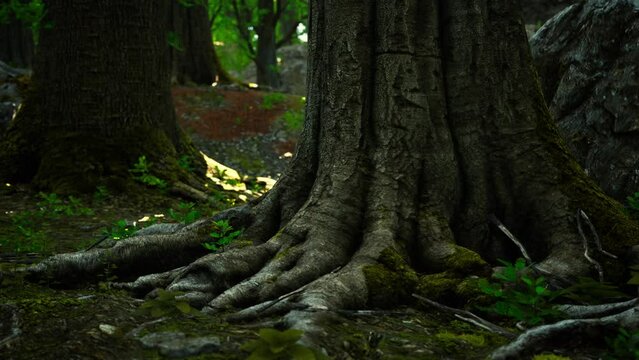 Large and long tree roots with moss
