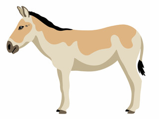 Turkmenian kulan vector cartoon illustration isolated on white