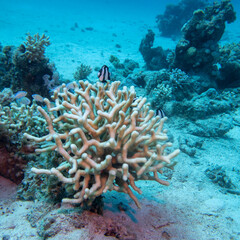 Colorful, picturesque coral reef at sandy bottom of tropical sea, stony coral and fishes dascyllus, underwater landscape