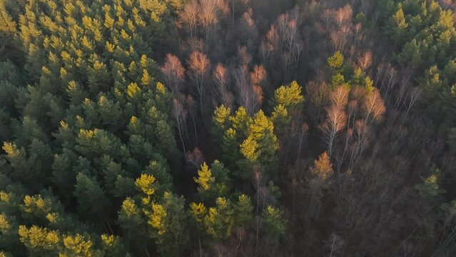 Drone view of the forest, late autumn forest. Lots of trees and a forest landscape seen from the air.