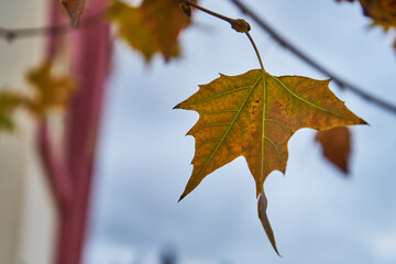 autumn maple leaves