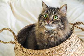 Fototapeta na wymiar Tabby siberian domestic cat sitting in brown basket on the white blanket on bed